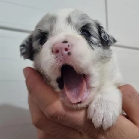 Border collie cuccioli in vendita | Foto 4