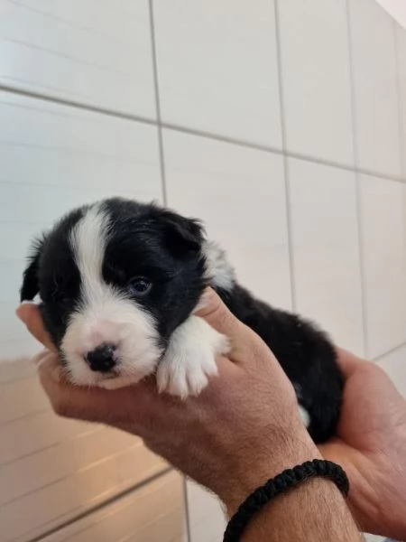 Border collie cuccioli in vendita | Foto 3