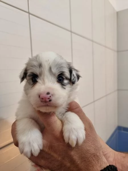Border collie cuccioli in vendita | Foto 1