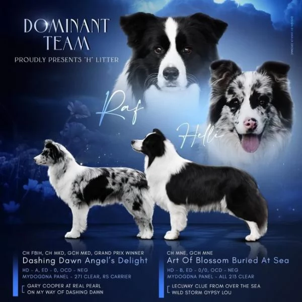 Border collie cuccioli in vendita