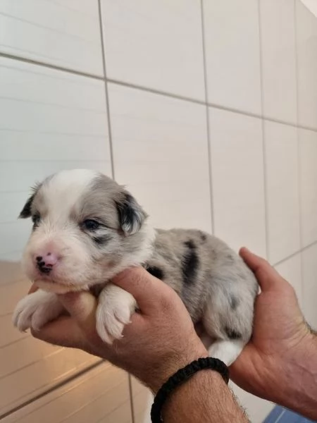 Border collie cuccioli in vendita | Foto 0