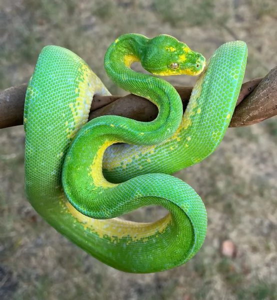 buscando realojar la colección de mi difunta esposa