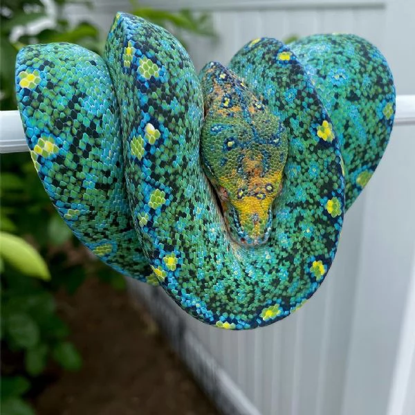 buscando realojar la colección de mi difunta esposa