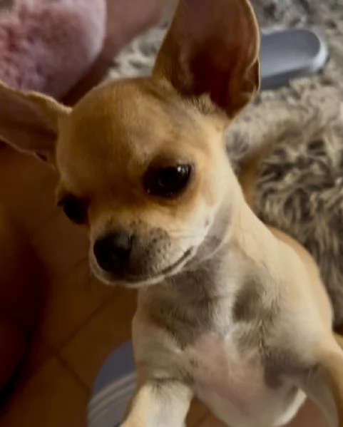 CHIHUAHUA PELO CORTO PEDIGREE ENCI | Foto 6
