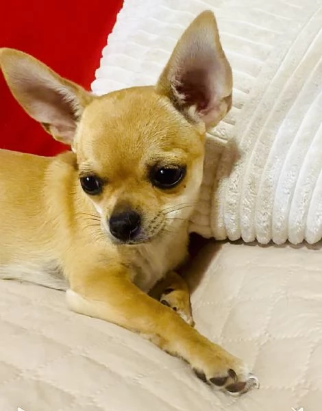 CHIHUAHUA PELO CORTO PEDIGREE ENCI | Foto 4