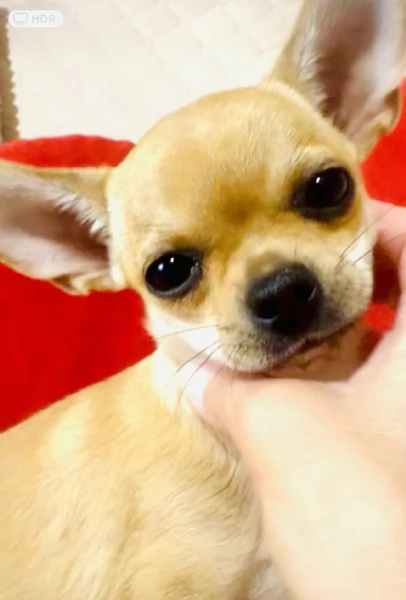 CHIHUAHUA PELO CORTO PEDIGREE ENCI | Foto 3