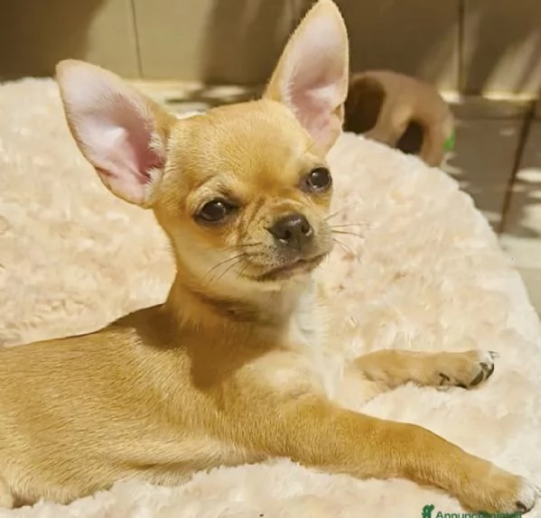 CHIHUAHUA PELO CORTO PEDIGREE ENCI