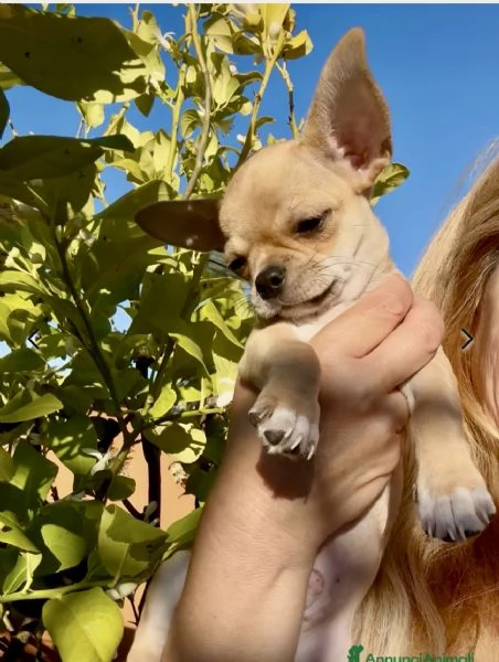 CHIHUAHUA PELO CORTO PEDIGREE ENCI | Foto 1