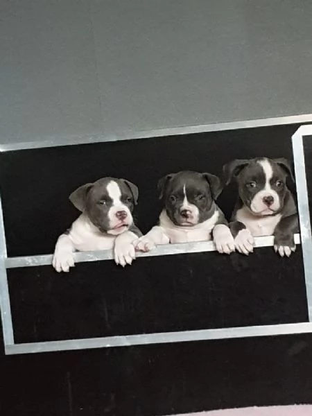 Cuccioli Pitbull disponibili da subito | Foto 2