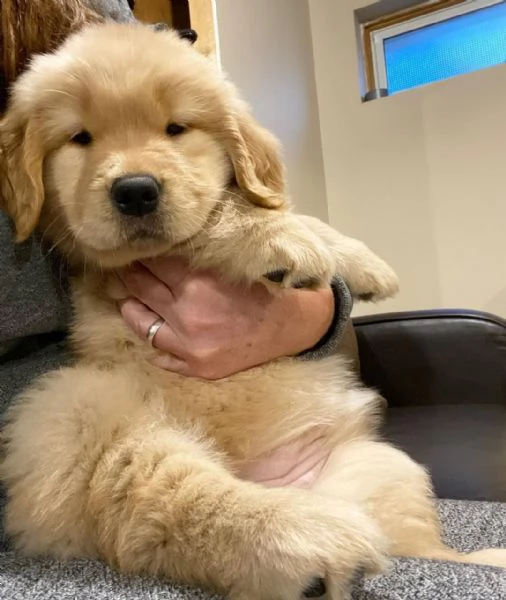 Golden Retriever | Foto 3