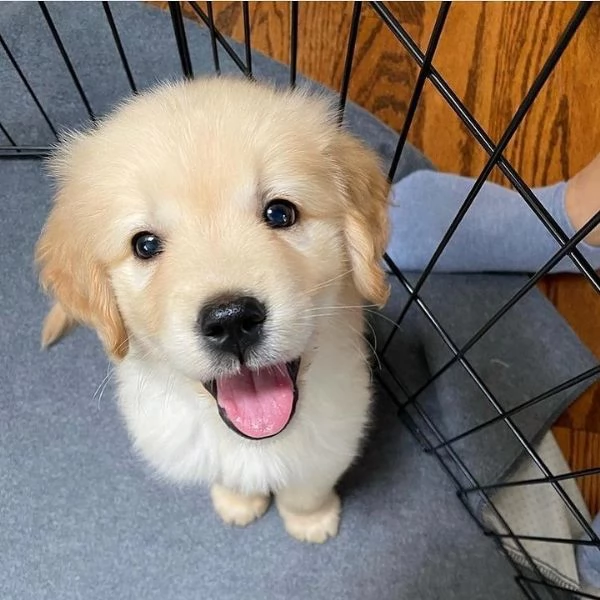 Golden Retriever | Foto 0