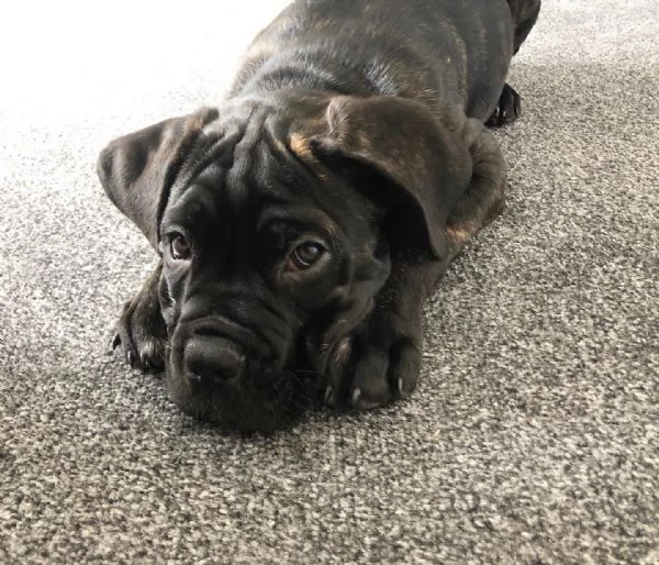 Disponibili Cane Corso