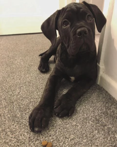 Disponibili Cane Corso | Foto 1