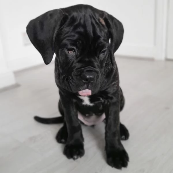 Disponibili Cane Corso | Foto 0