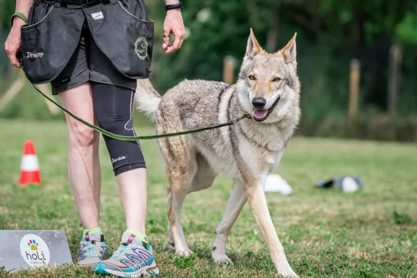 Cuccioli Cane Lupo Cecoslovacco  | Foto 1