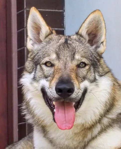 Cuccioli Cane Lupo Cecoslovacco  | Foto 0