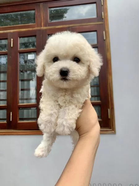 Cuccioli di BARBONCINI TOY | Foto 0