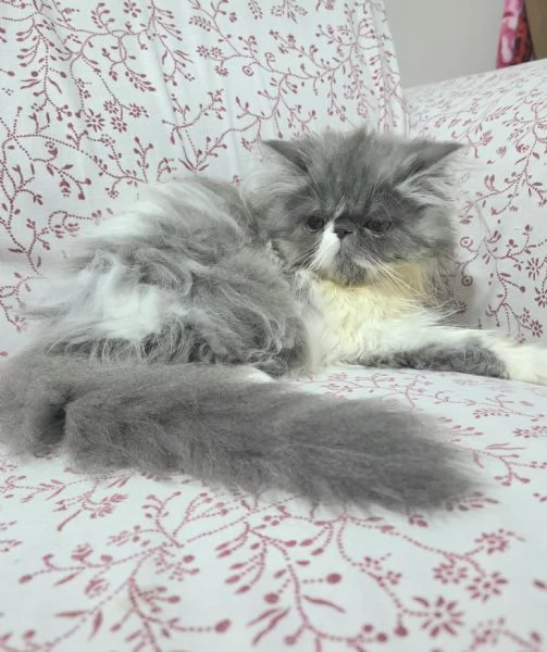 Cucciola persiana ipertipica  | Foto 0
