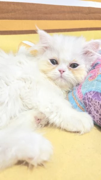 Cucciola persiana femminuccia | Foto 3