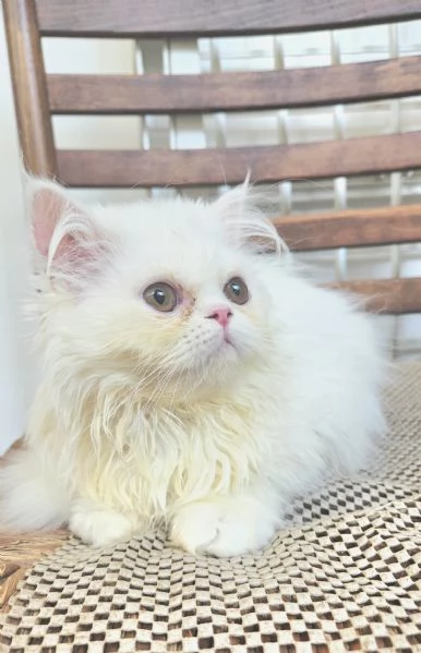Cucciola persiana femminuccia | Foto 1