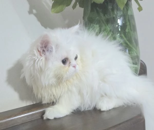 Cucciola persiana femminuccia | Foto 0