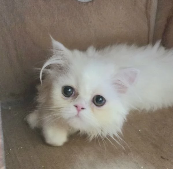 Cucciola persiana femminuccia