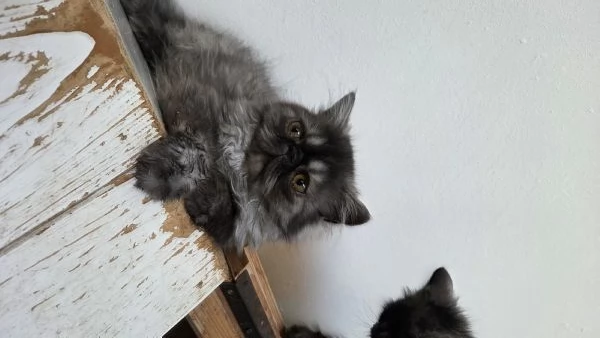 Cucciola  persiana ipertipica | Foto 0