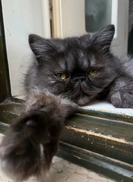 Cucciola persiana  | Foto 4