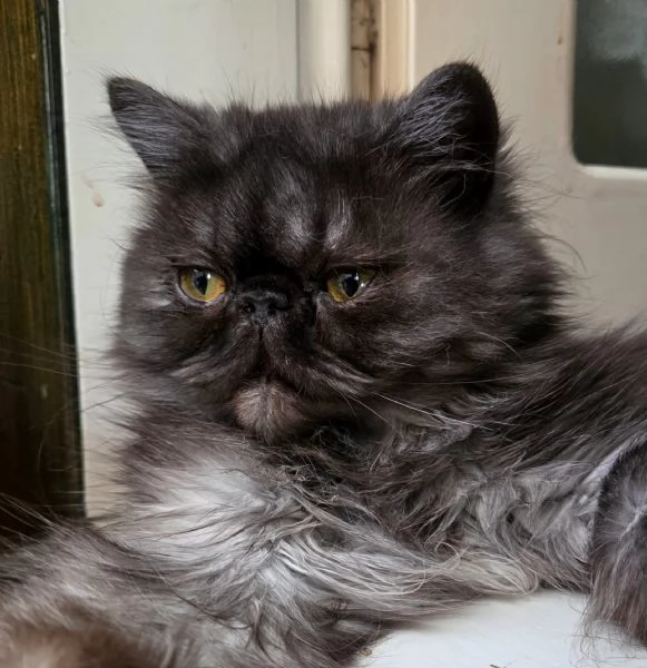 Cucciola persiana 