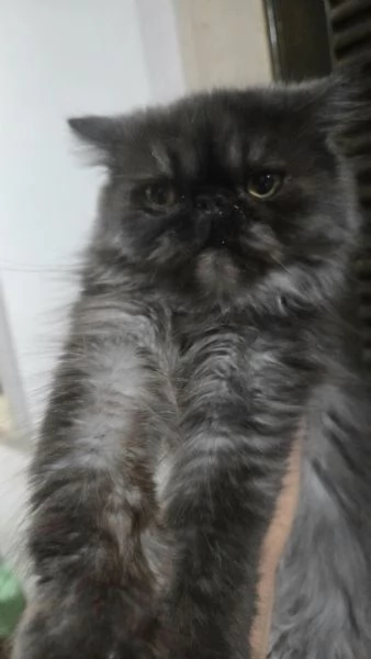 Cucciola persiana  | Foto 0