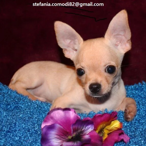 chihuahua