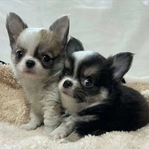 Adorabili cuccioli di Chihuahua Teacup da portare via | Foto 2