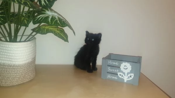 Gattini cuccioli  | Foto 1