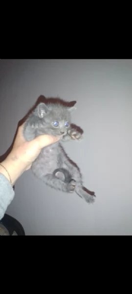 Gattini cuccioli  | Foto 0