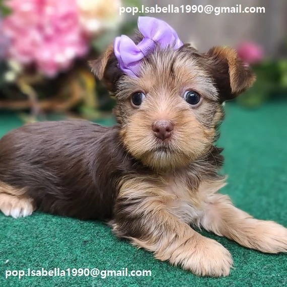 Cuccioli Yorkshire maschietti e femmina di Yorkshire, disponibili Con microcip, Vaccinati Contattate