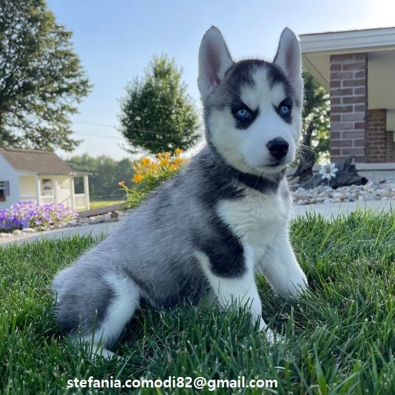 Husky