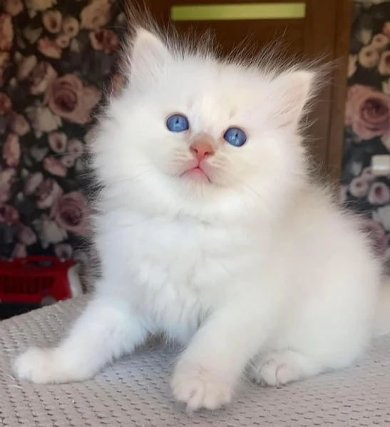 Bellissimi e dolcissimi cuccioli di Ragdoll 