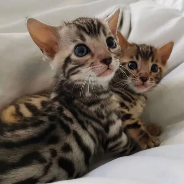 Gatto coppia di gattini 3 mesi