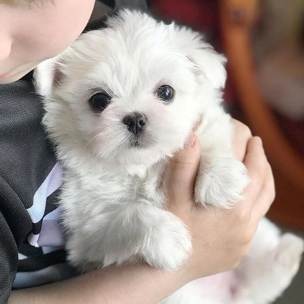 Cuccioli maltesi molto dolci e affascinanti (+[numero nascosto]60)