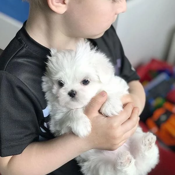 Splendidi cuccioli di maltese genuini (+[numero nascosto]60)