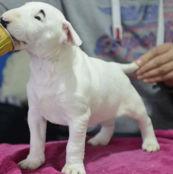 Bull Terrier standard cuccioli | Foto 6