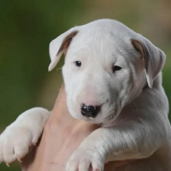 Bull Terrier standard cuccioli | Foto 5