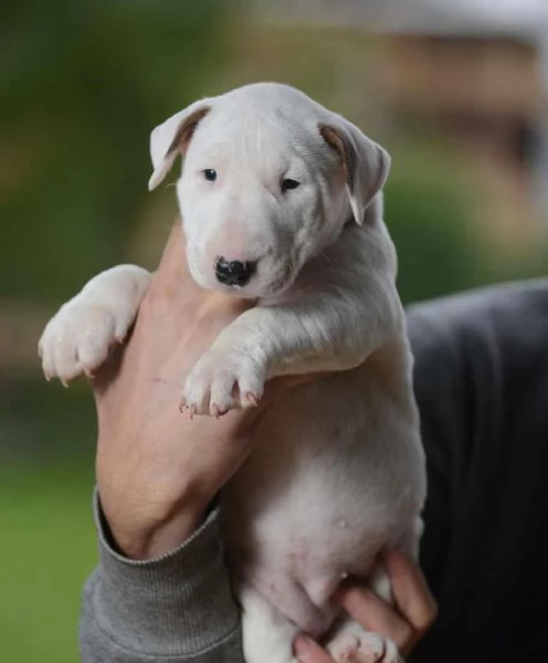 Bull Terrier standard cuccioli | Foto 4