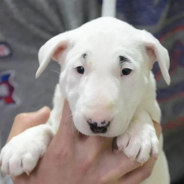 Bull Terrier standard cuccioli | Foto 3