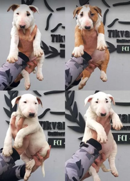 Bull Terrier standard cuccioli