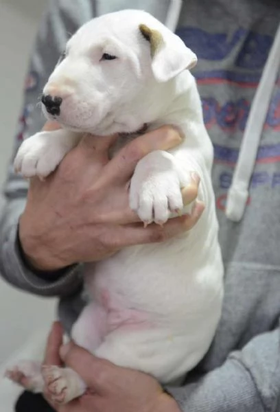 Bull Terrier standard cuccioli | Foto 1