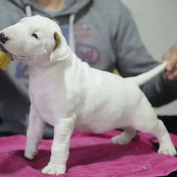 Bull Terrier standard cuccioli | Foto 0