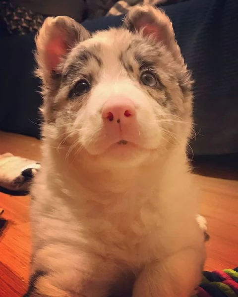 Cuccioli di border collie | Foto 1