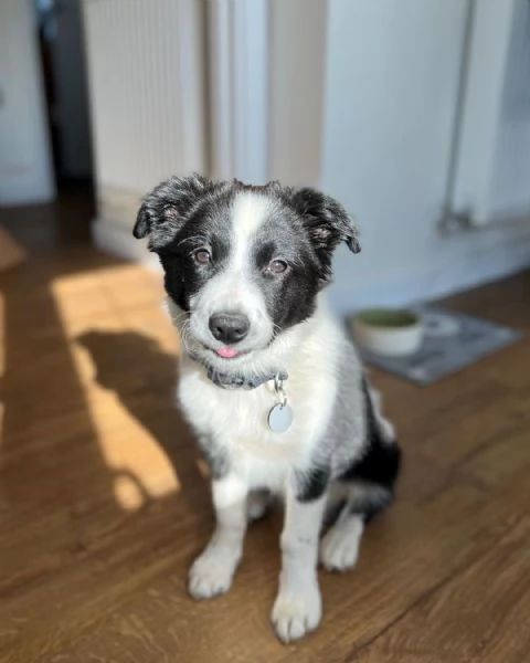 Cuccioli di border collie