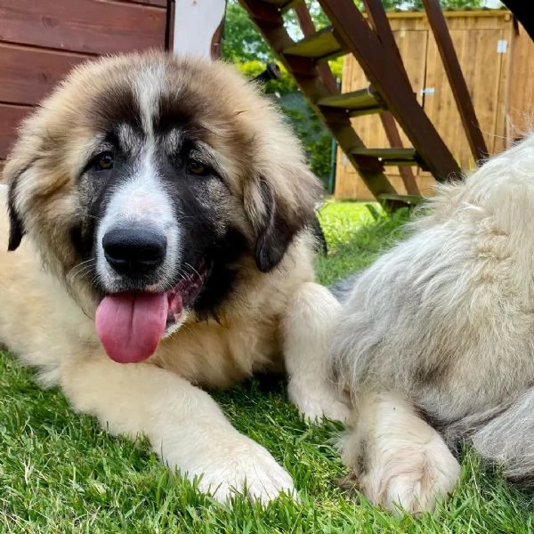 cuccioli di cane pastore del Caucaso